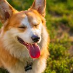 Dog Poop Pickup in Taylor Michigan