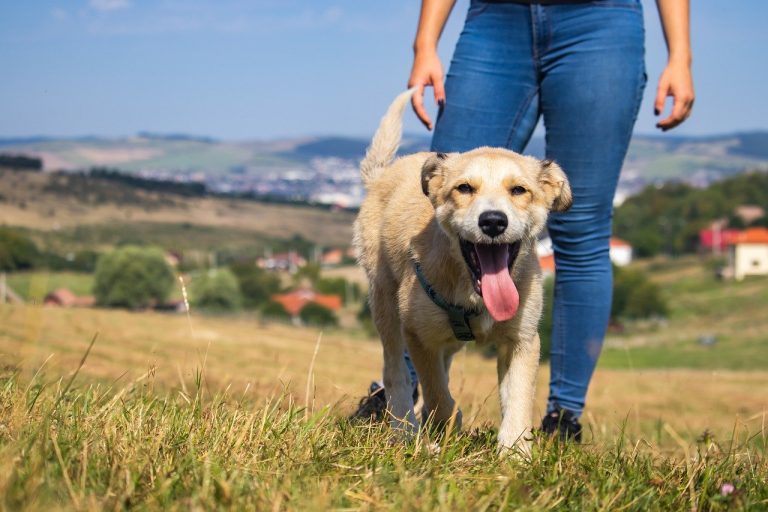 Dog Poop Pickup in Taylor Michigan