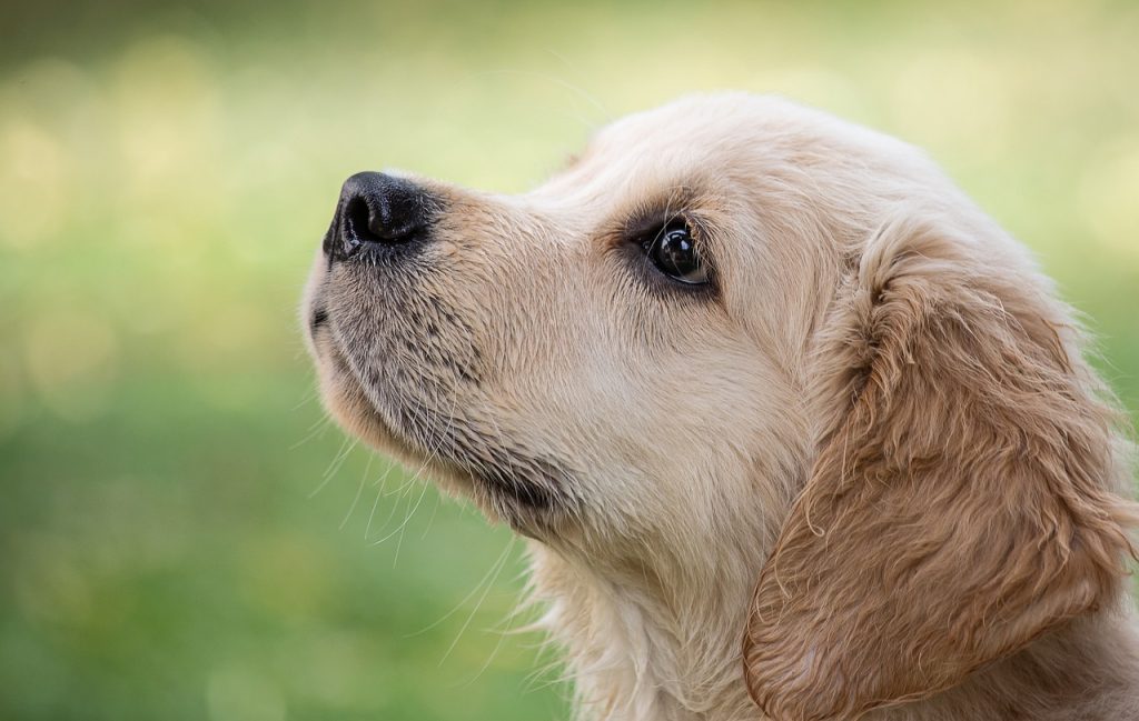 Dog Poop Pickup in Taylor Michigan