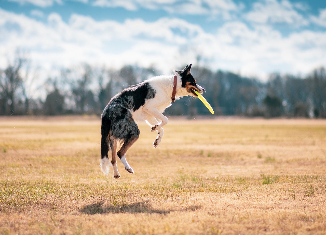 Dog Poop Pickup in Taylor Michigan