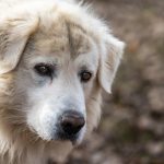 Dog Poop Pickup in Taylor Michigan