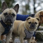 Dog Poop Pickup in Taylor Michigan
