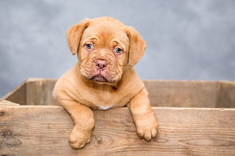 Dog Poop Pickup in Taylor Michigan