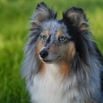 Dog Poop Pickup in Taylor Michigan